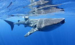 Galapagos: Hvalhaiens rike