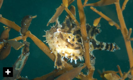 Denne er funnet to ganger i Norge