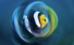 Blinkskudd fra Lembeh Strait