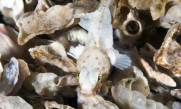 Dette er vår aller minste fisk