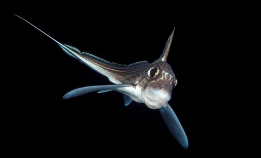 I dag er det Ghost Shark Day