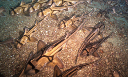 Fant tusenvis av sovende haier