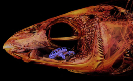 🎃 Parasitten blir til en levende tunge
