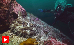 Breiflabb viser frem fiskestangen