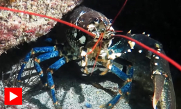 Bli bedre kjent med hummeren