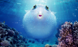 Kulefisken Puff og Korallrevet