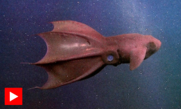 🎃 En vampyr fra dyphavet