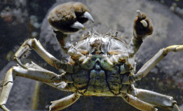 🎃 Dette er en av verdens skumleste arter