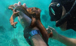 Se «My Octopus Teacher» i kveld!