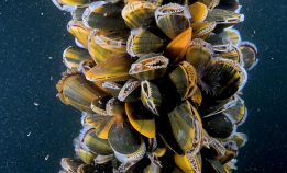 Har blåskjellene øyne?