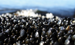 Derfor bør ikke blåskjell fryses