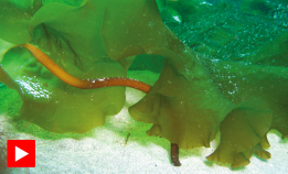 Sukkertaren er verdt å bevare