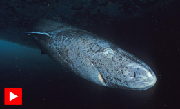 Kan bli over 400 år gammel