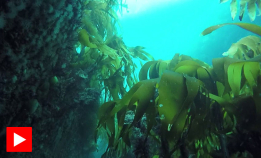 Har du dykket i Jomfrusprekka?