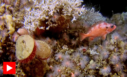 Fargerike koraller utenfor Troms