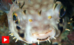 Hva er det inni en kulefisk?