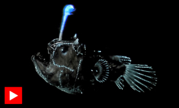 Den merkelige dyphavsmarulken