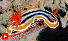 Nakensnegler: Havets sommerfugler