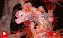 Fakta om pygmesjøhester