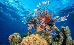 Blinkskudd fra Tubbataha Reef