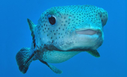 Morsomme fakta om kulefisk