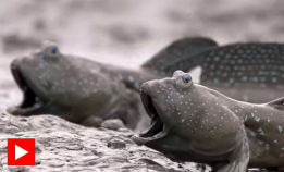 Denne fisken kan gå på land
