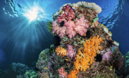 Se blinkskuddene fra Misool