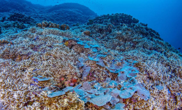 Dette er verdens største korall