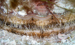 Kamskjellene kryper nordover