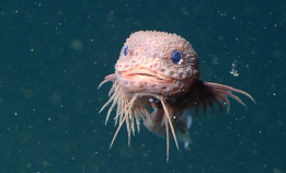 Merkelige, små skapninger i dypet