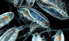 Kan ha vært feilidentifisert