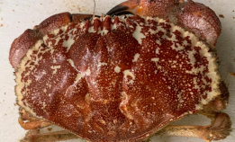 Fikk sjelden krabbe i trålen