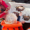 Strandvett for landkrabber