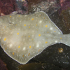 God matfisk med røde flekker