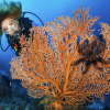 Blinkskudd fra Raja Ampat, Papua og Anilao