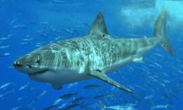 Møt hvithaiene på Guadalupe