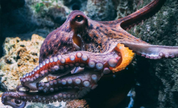 Hvordan er de i slekt med snegler?