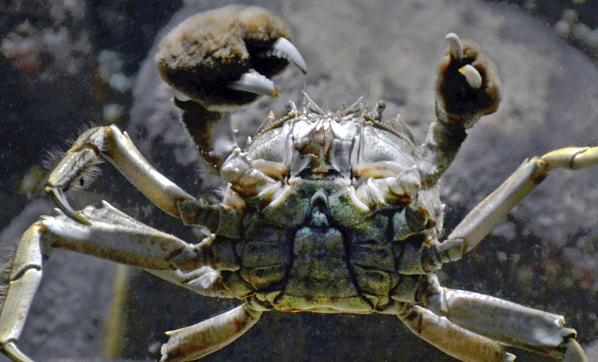 🎃 Dette er en av verdens skumleste arter