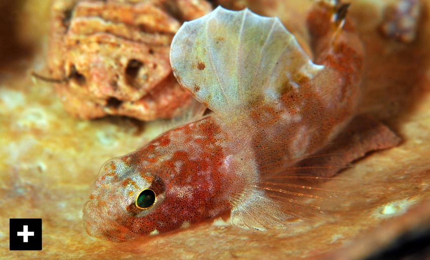 Marinbiologi: Lær mer om kutlinger