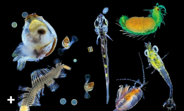 Dette er verdens største migrasjon