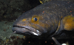 Brosme trives ofte på vrak