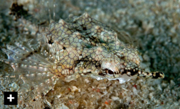 Mør den underlige pegasusfisken