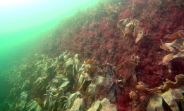 Det står elendig til i Skagerrak