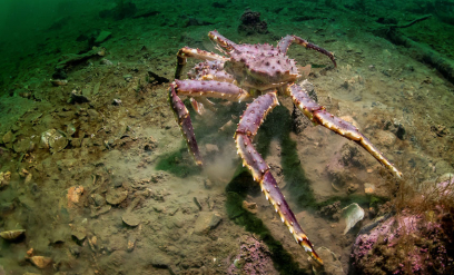 Naturen i endring: Arter på flyttefot