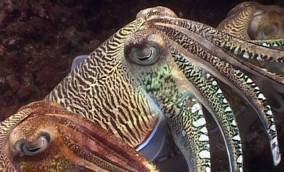 Reef Life of the Andaman