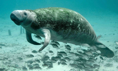 Dokumentar: Sjøkuer og månefisk