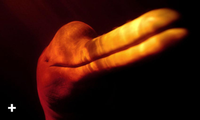 Forunderlige ferskvannsdelfiner