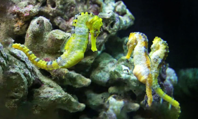 Se dokumentaren «Seahorse Man»