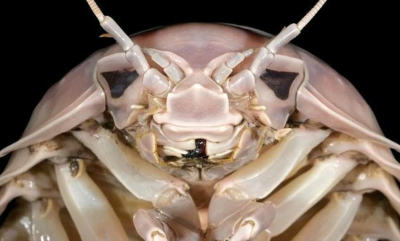 Ser du hvem den er oppkalt etter?