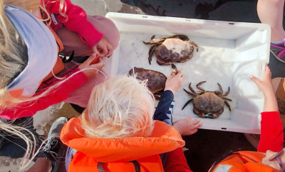 Strandvett for landkrabber